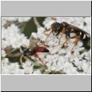 Mellinus crabroneus - Grabwespe w40 13mm - daneben Diplazon laetatorius - OS-Wallenhorst Sandgrube.jpg